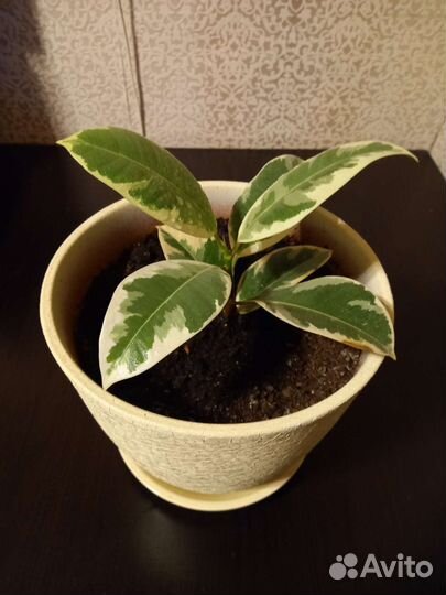 Фикус,замиакулькас,спатифилум,и др цветы