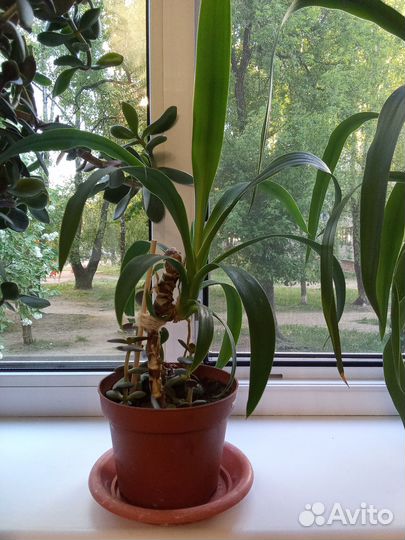 Пальма юкка