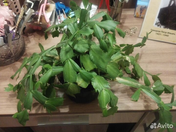 Декабрист оранжевый и красный