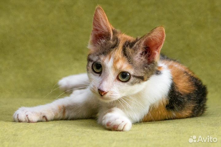Трехцветный котенок в дар