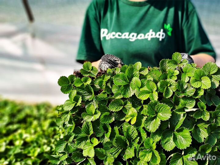 Рассада клубники. Крупная ягода