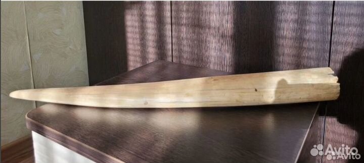 Бивни моржа имитация 2 шт