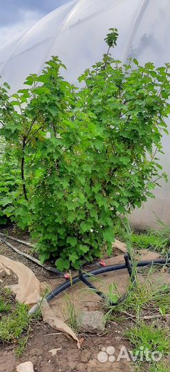 Саженцы смородины