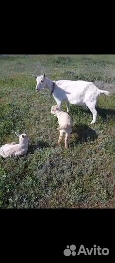 Коза дойная молочная с козлятами