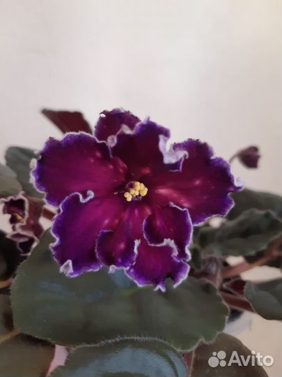 Танец галактик фиалка