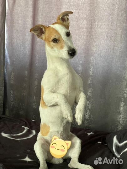 Джек рассел