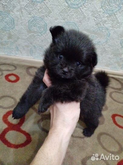 Гномики пушистые