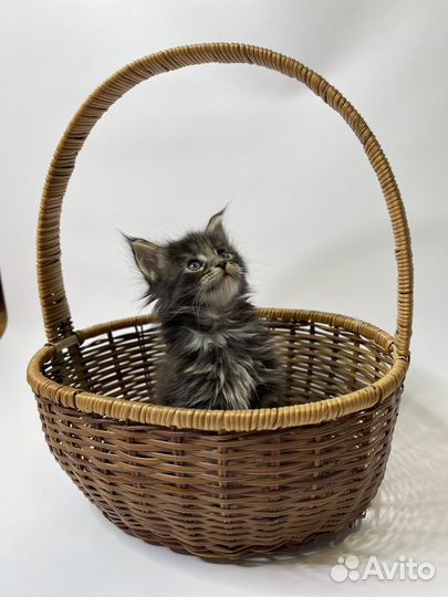 Мейн-кун полидакты и классические