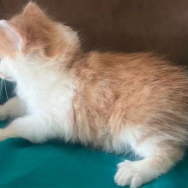Курильский бобтейл короткошёрстный котёнок