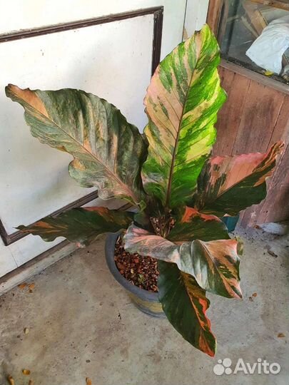 Антуриум ренисанс вар