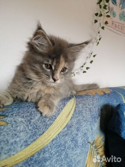 Котята мейн-кун