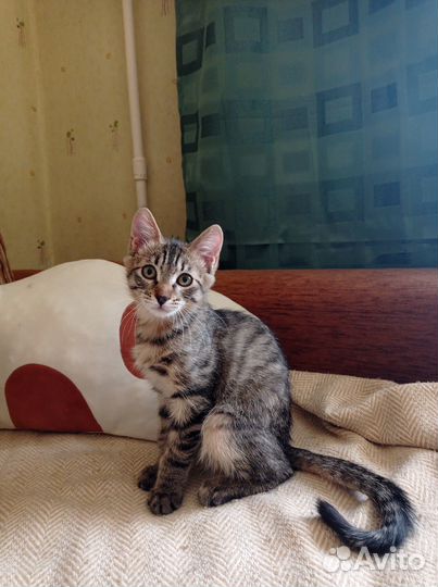 Котенок Фима