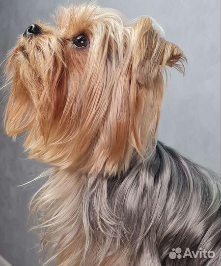 Йоркширский терьер мини беби фейс