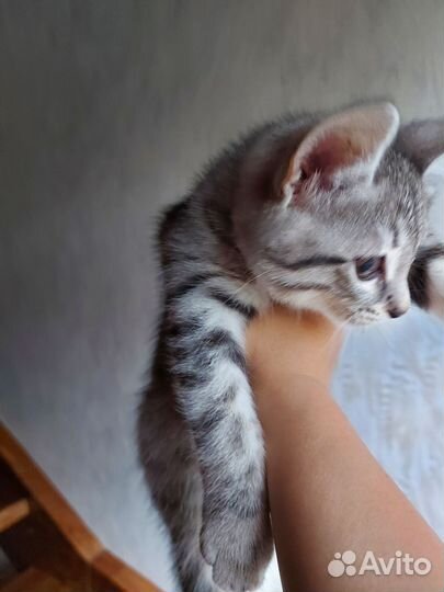 Кот в дар