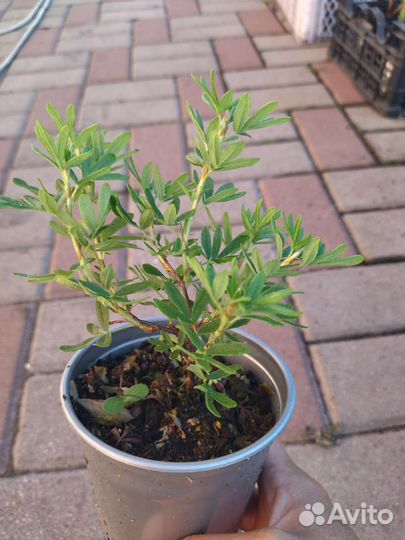 Лапчатка Lovely Pink