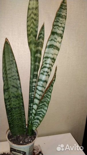 Сансевьера 3 вида