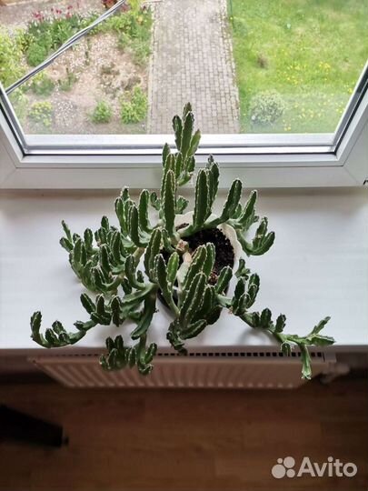 Кактус стапелия