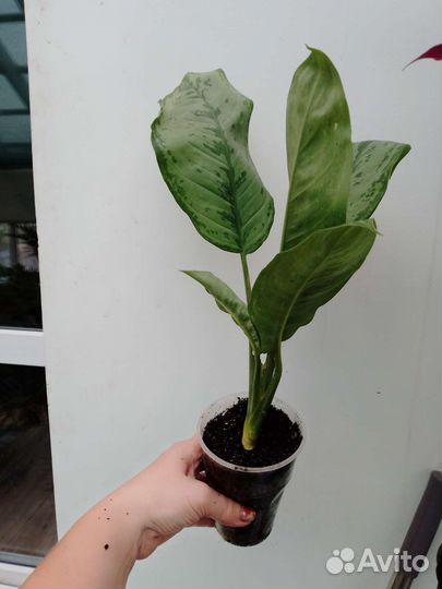 Диффенбахия, аглаонема