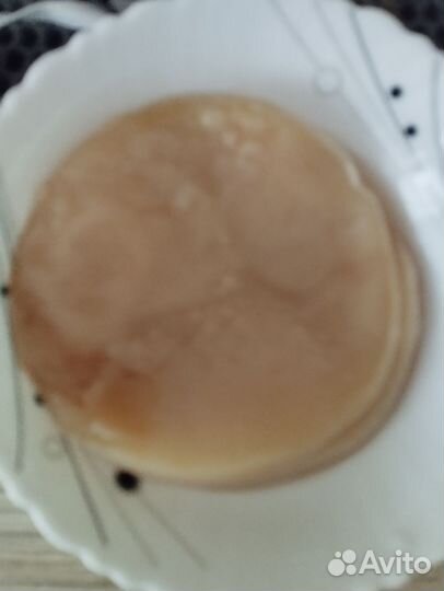 Чайный гриб