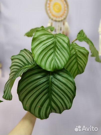 Калатея Орбифолия