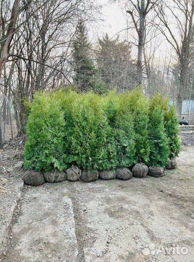 Туя смарагд