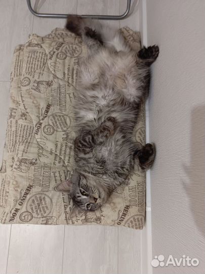 Мейн-кун полидакт вязка