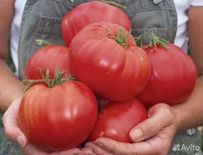 Томат Великан семена