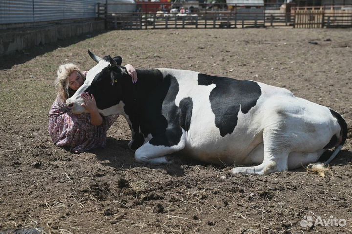 Телка 8 мес., нетель от высокоудойной коровы