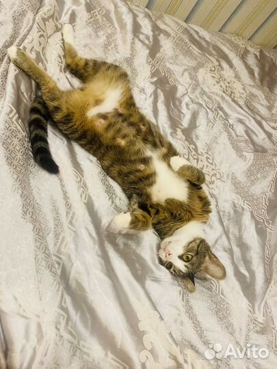 Красивые котята ищут дом