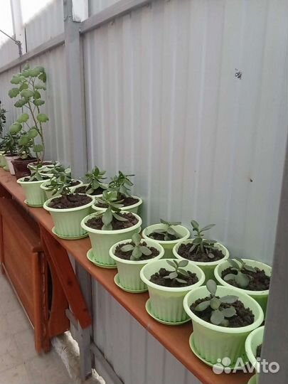 Денежное дерево