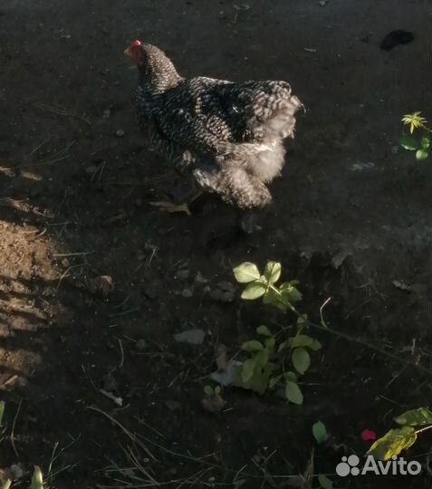 Молодые петушки брама