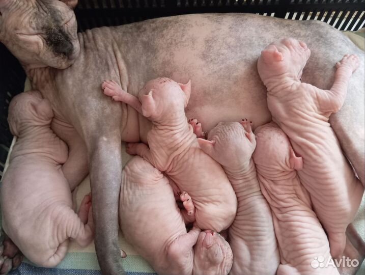 Канадский сфинкс велюр