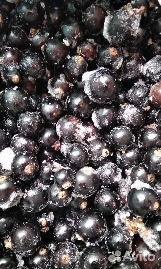 Чёрная смородина крыжовник лук тыква кабачки