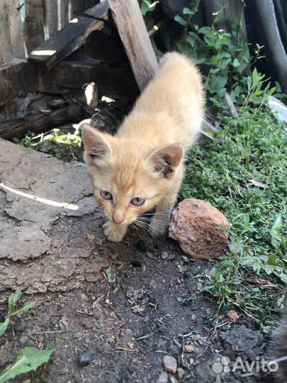Кошка в дар