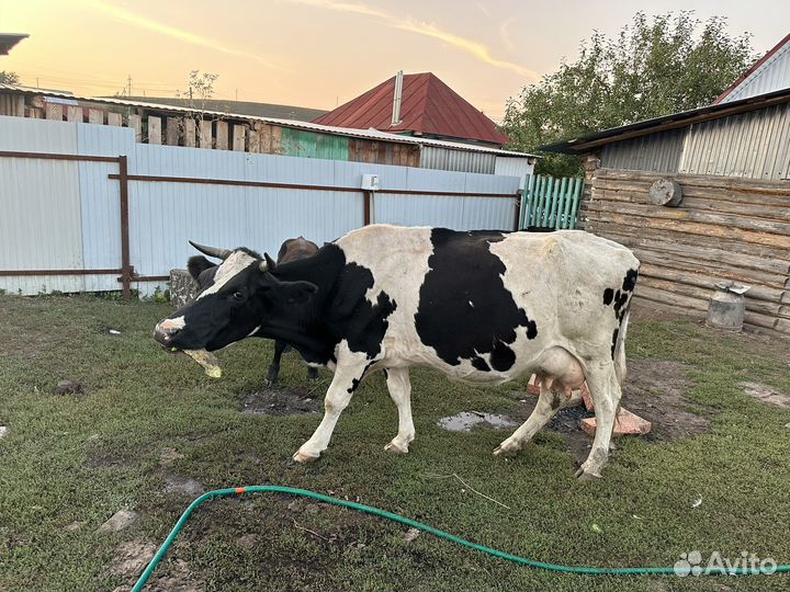 Продам каров черно пестрый породистый