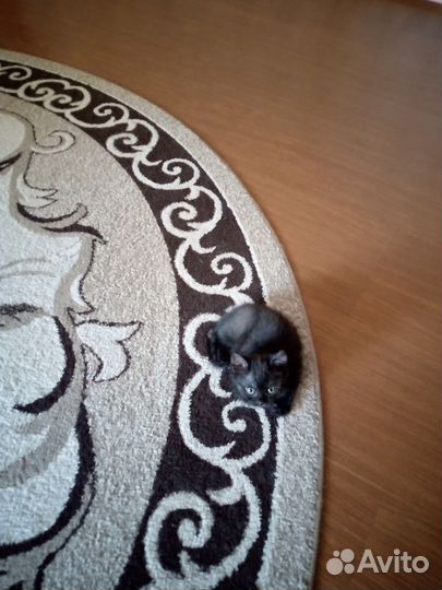 Британские кошка