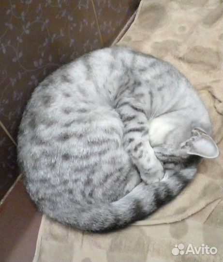 Кошка