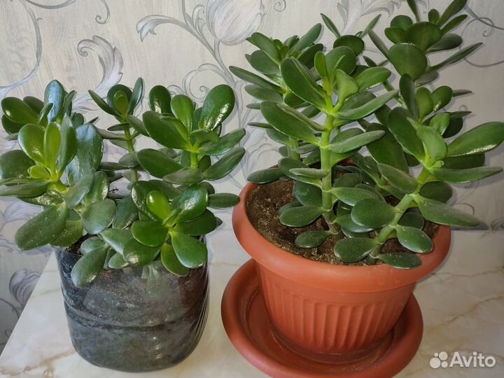 Crassula.Денежное дерево(Толстянка)