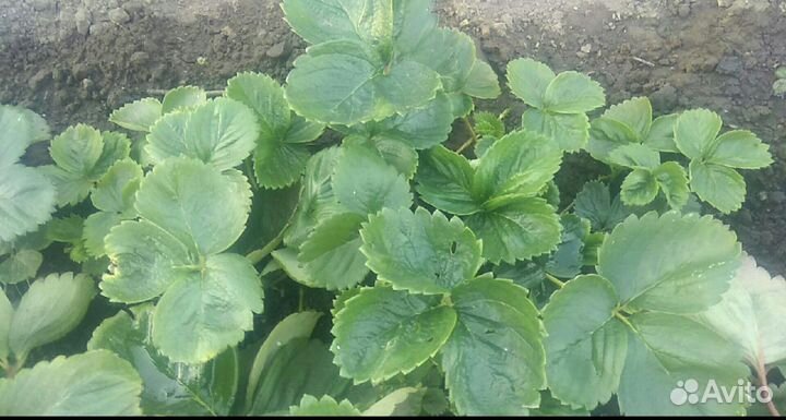 Клубника сорт Азия