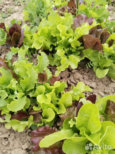 Салат на заказ