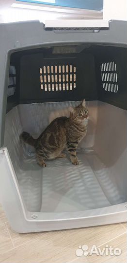 Перевозка для собак крупных пород, овчарок