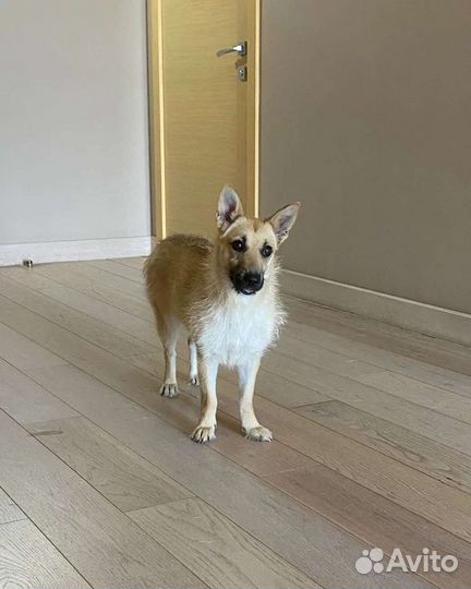 Терьер коротколапик