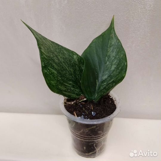 Дисхидия Керри, Хойи