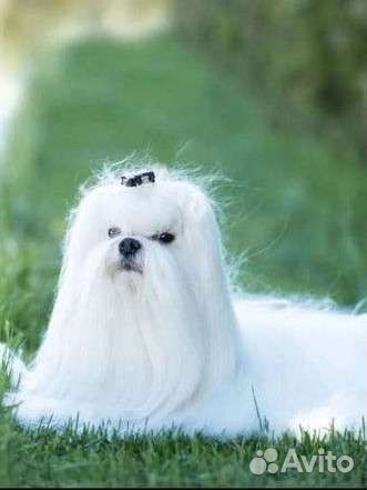 Мальтезе вязка