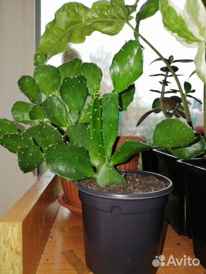 Кактус опунция, денежное дерево и другие