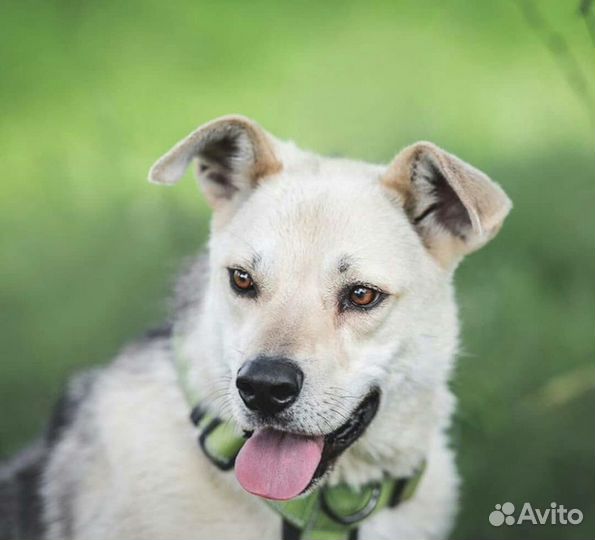 Собака в добрые руки