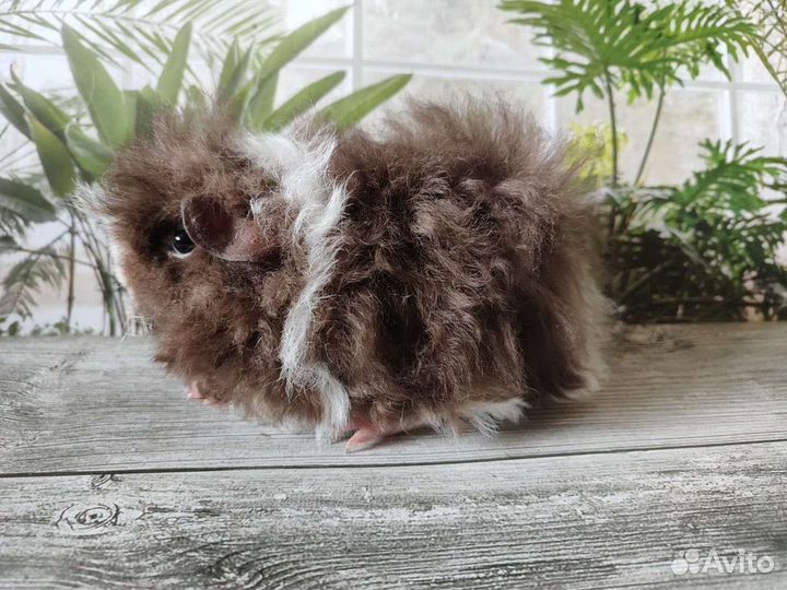 Морская свинка мальчики