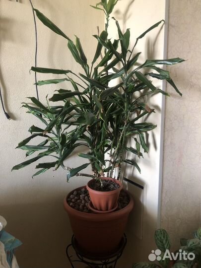 Пальма драцена