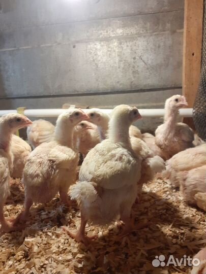 Цыплята бройлеры кобб 500, цветные бройлеры