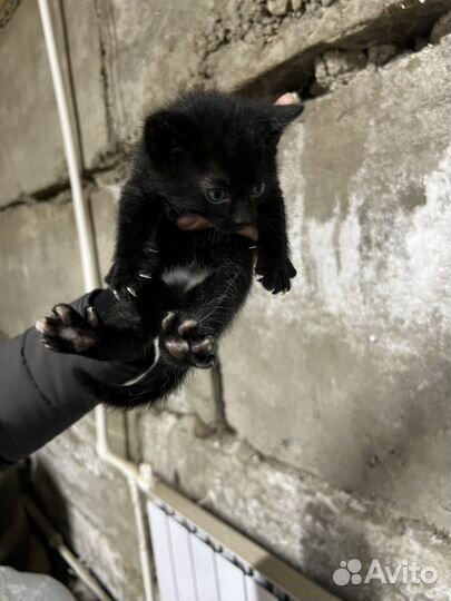 Котята в добрые руки мальчики